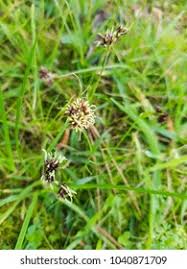 Attēlu rezultāti vaicājumam “Luzula multiflora”