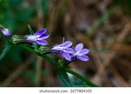 Attēlu rezultāti vaicājumam “Lobeliaceae”