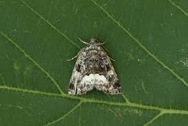 Attēlu rezultāti vaicājumam “Yponomeuta evonymella imago”