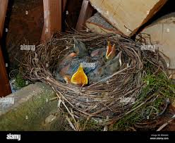 Attēlu rezultāti vaicājumam “Turdus merula nest”