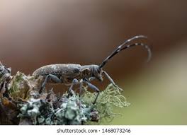 Attēlu rezultāti vaicājumam “Monochamus galloprovincialis”