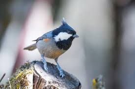 Attēlu rezultāti vaicājumam “Periparus ater”