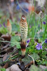 Attēlu rezultāti vaicājumam “Equisetum telmateia”