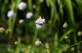 Image result for Succisella inflexa