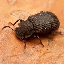 Attēlu rezultāti vaicājumam “Bolitophagus reticulatus”