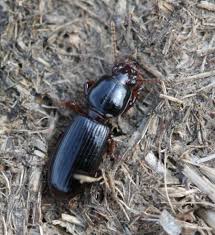 Attēlu rezultāti vaicājumam “Clivina fossor”