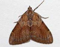 Attēlu rezultāti vaicājumam “Pennithera firmata”