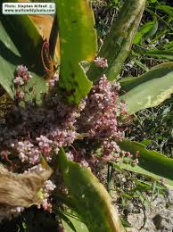 Attēlu rezultāti vaicājumam “Cuscuta epithymum subsp. trifolii flower”