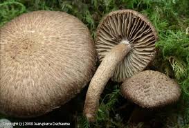 Attēlu rezultāti vaicājumam “Inocybe lanuginosa”