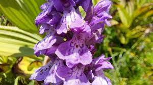 Attēlu rezultāti vaicājumam “Dactylorhiza majalis subsp. baltica flower”