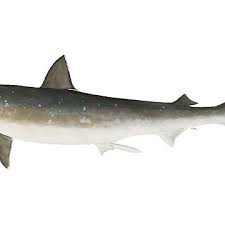 Image result for Rhizoprionodon terraenovae