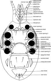 Attēlu rezultāti vaicājumam “Mesostigmata”