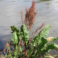 Attēlu rezultāti vaicājumam “Rumex hydrolapathum leaf”