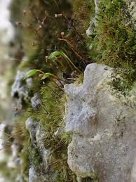 Attēlu rezultāti vaicājumam “Rhynchostegiella tenella macro”