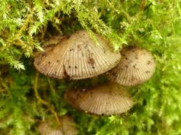 Attēlu rezultāti vaicājumam “Psathyrella pygmaea”