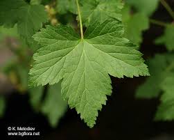 Attēlu rezultāti vaicājumam “Ribes nigrum”