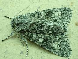 Attēlu rezultāti vaicājumam “Acronicta megacephala”