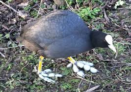 Attēlu rezultāti vaicājumam “Fulica atra adult”