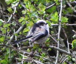 Attēlu rezultāti vaicājumam “Aegithalos caudatus adult”