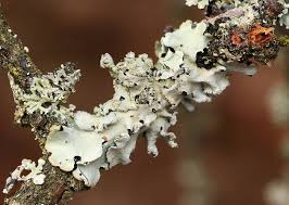 Attēlu rezultāti vaicājumam “Hypotrachyna sp.”