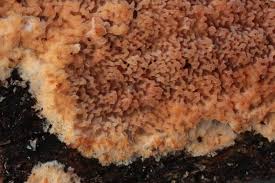 Attēlu rezultāti vaicājumam “Phlebia rufa”