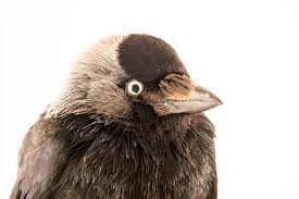 Attēlu rezultāti vaicājumam “Corvus monedula”