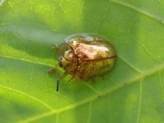 Attēlu rezultāti vaicājumam “Cribraria costata stalked”