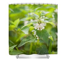 Attēlu rezultāti vaicājumam “Lamium album flower”