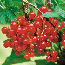 Bildergebnis für rote johannisbeeren