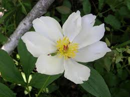 Attēlu rezultāti vaicājumam “Paeonia lactiflora”