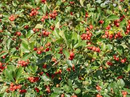 Attēlu rezultāti vaicājumam “Crataegus persimilis”