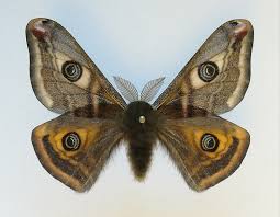 Attēlu rezultāti vaicājumam “Saturnia pavonia”