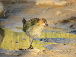 Image result for Porphyrio alleni