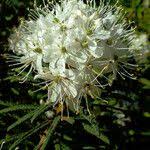 Attēlu rezultāti vaicājumam “Ledum palustre flower”