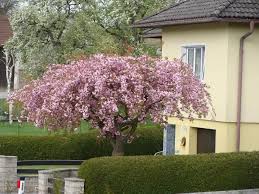Attēlu rezultāti vaicājumam “Prunus (sakura)”