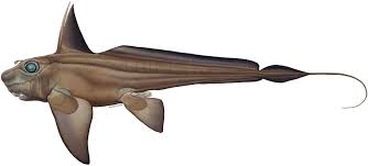 Attēlu rezultāti vaicājumam “Chimabachidae”