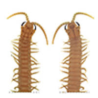 Attēlu rezultāti vaicājumam “Geophilidae”