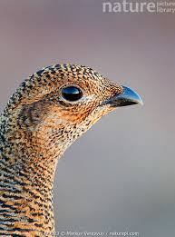 Image result for Tetrao tetrix