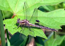Attēlu rezultāti vaicājumam “Gomphidae”