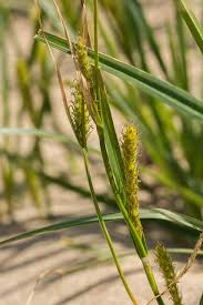 Attēlu rezultāti vaicājumam “Carex arenaria”