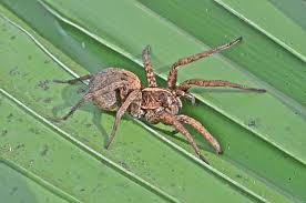 Attēlu rezultāti vaicājumam “Xysticus bifasciatus female”