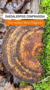 Attēlu rezultāti vaicājumam “Daedaleopsis confragosa”