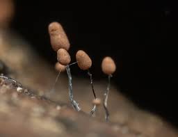 Attēlu rezultāti vaicājumam “Comatricha laxa”