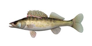 Image result for Sander lucioperca