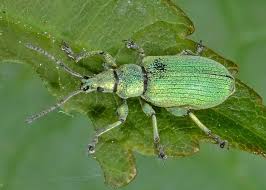 Attēlu rezultāti vaicājumam “Phyllobius”