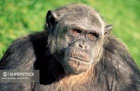 Attēlu rezultāti vaicājumam “Troglodytes troglodytes adult”