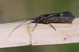 Attēlu rezultāti vaicājumam “Phryganeidae”