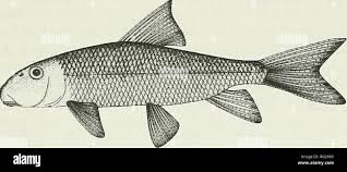 Image result for Moxostoma duquesnei