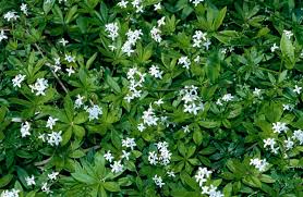 Image result for Galium odoratum