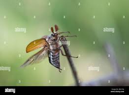 Attēlu rezultāti vaicājumam “Melolontha melolontha imago”